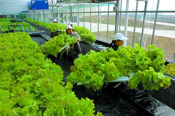 蔬菜流水線設(shè)備是如何促使消費者進行采購的